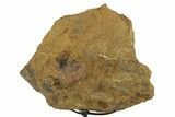 Fossil Hadrosaur Limb Bone Section w/ Metal Stand - South Dakota #383111-2